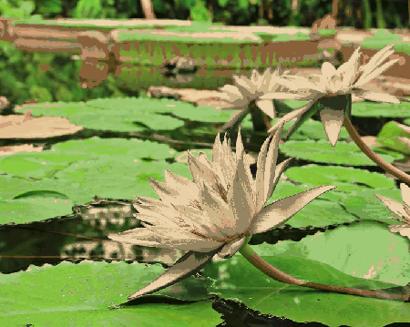 Fioletowe lilie wodne